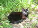 2004 Honda TRX 400 EX - A black cat rests outdoors among the grass and foliage.