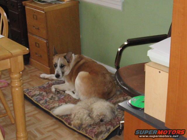 My 2 dogs,Max and Josie