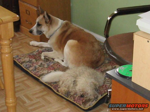 Two dogs resting on a floral dog bed indoors
