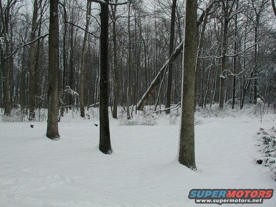 snow1.jpg 