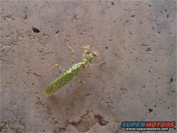 Praying mantis with green and brown markings on a textured concrete surface