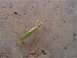 1972 Ford Ranchero - A praying mantis is crawling on a concrete wall.