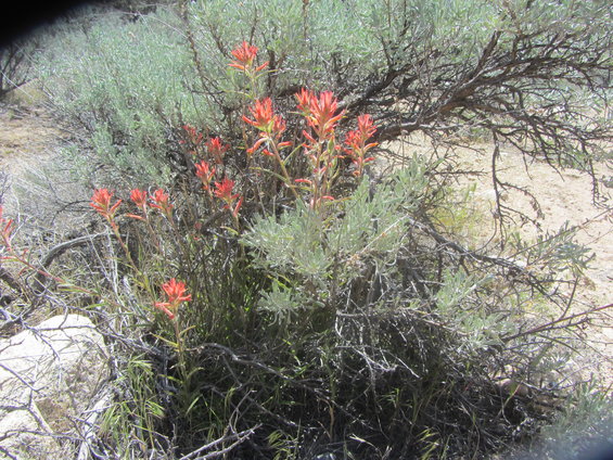 Wildflowers, likely Indian paintbrush, bloom among sagebrush and dry brush in a natural setting