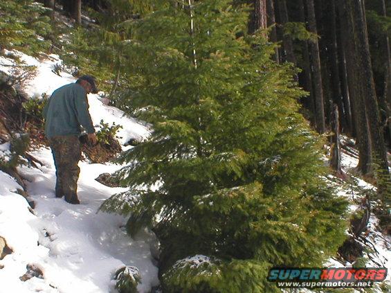 Man wearing a cap and camouflage pants stands in snow next to a large evergreen tree