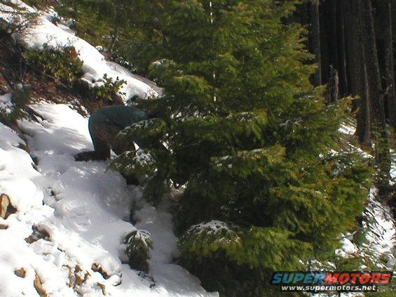 Person kneeling in snow next to a pine tree on a wooded slope