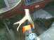 1988 Ford F-150 - 4x4 shift knob