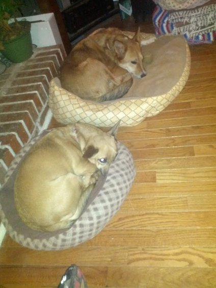 Two dogs curled up asleep in their beds on a wooden floor next to a brick hearth