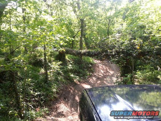 Black SUV hood and windshield on a wooded dirt trail with a fallen tree