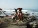 1988 Ford Bronco - Two dogs are leashed and sitting on rocks near the ocean waves.
