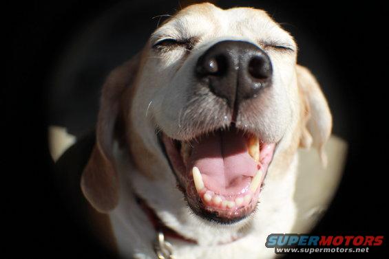 Beagle dog with eyes closed and mouth open, panting in sunlight