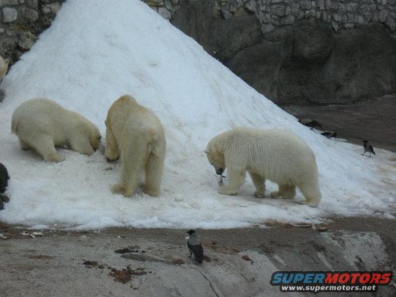 Three polar bears are in a snowy enclosure. One bear is eating something it holds in its mouth