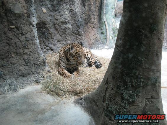 Jaguar resting in a nest of straw within a rocky enclosure