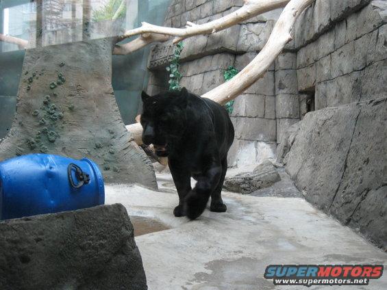 Black panther walking in an enclosure with rock walls and a blue barrel
