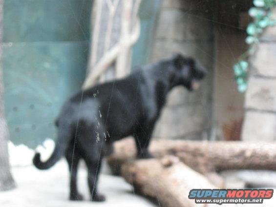 Black panther standing on logs in an enclosure