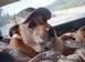 1990 Ford Bronco - BroncoDog Ollie, on the road.
