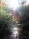 1992 Ford Explorer - A sun-dappled creek flows through a wooded area, with lush green foliage surrounding the water.