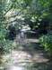 1992 Ford Explorer - A tranquil creek winds through a lush, green forest, dappled with sunlight.