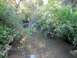 1992 Ford Explorer - A creek winds through a wooded area with lush green foliage and trees.
