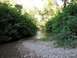 1992 Ford Explorer - A natural scene of a creek bed surrounded by lush vegetation and trees, with a fallen log obstructing the water flow.