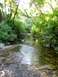 1992 Ford Explorer - A clear stream winds through a lush, green forest with sunlight filtering through the trees.