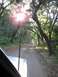 1992 Ford Explorer - Driving down a dusty, tree-lined dirt road with the sun shining through the branches.