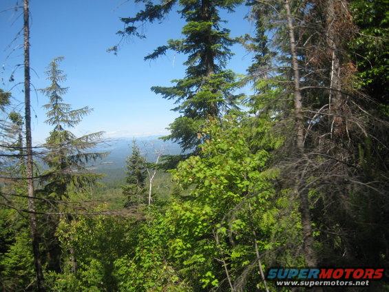 Forest scene with distant mountains and trees in the foreground