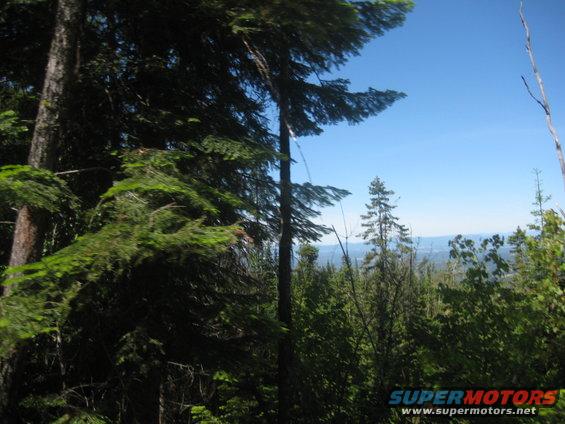 Forest landscape with tall evergreen trees in the foreground and distant hills under a clear blue sky
