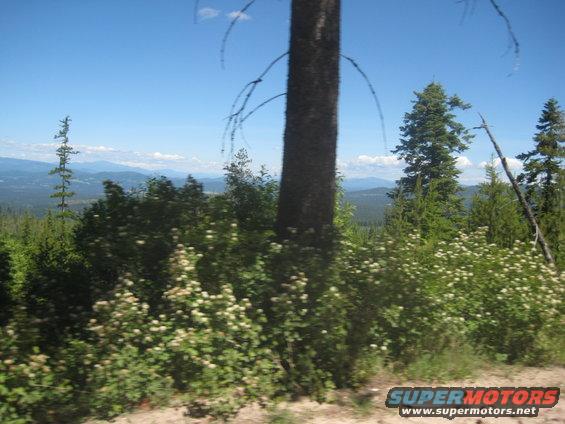 Forest scene with a large tree in the foreground, bushes with white flowers, and mountains in the distance under a blue sky