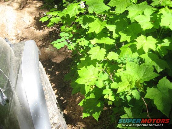 Side view of a vehicle tire and fender next to green foliage