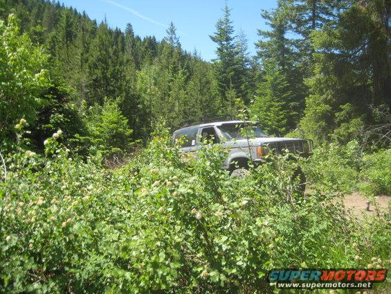 Silver SUV with roof rack driving on a dirt road through dense green foliage and pine trees