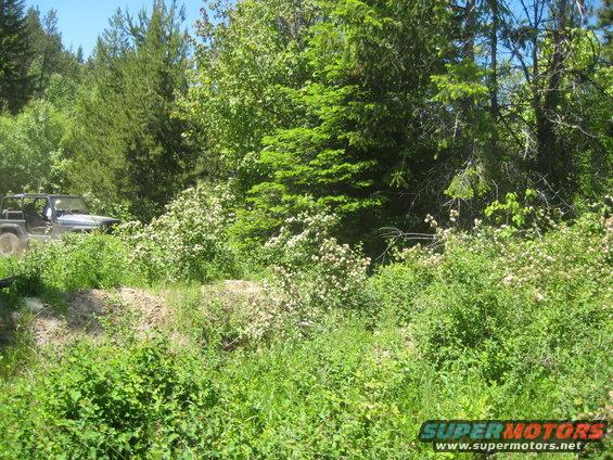 Dark gray Jeep Wrangler driving on a dirt path surrounded by green foliage and trees