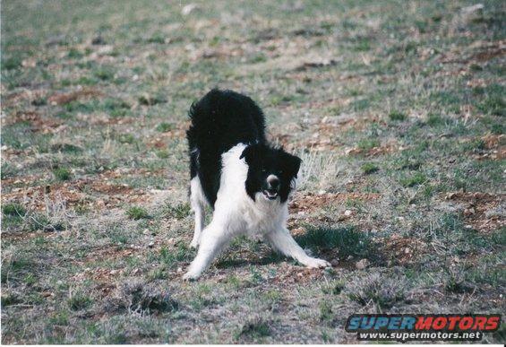 Black and white dog in a grassy field, looking at the camera