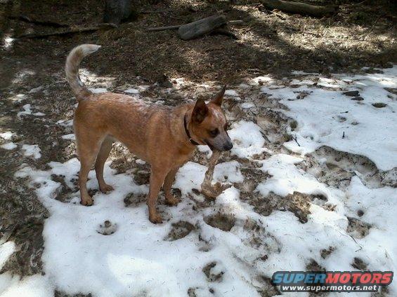 Red heeler dog standing in snow with a stick in its mouth