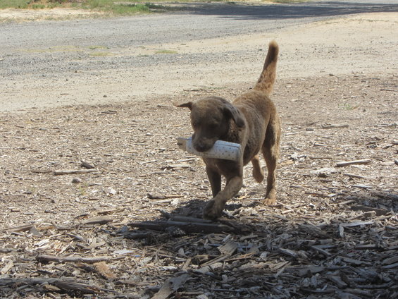 img_5942.jpg Hunters Gran-Pa Bodie.