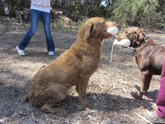 img_5943.jpg Hunters Gran-Pa Bodie.
What a beautiful specimen!