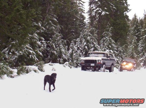 Dog in snow with a 1980s Ford Bronco and another SUV behind it in a snowy forest