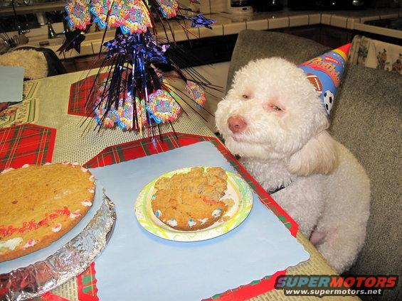 White poodle wearing a party hat sits at a table with a cake and a plate of food