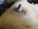 1986 Chrysler Fifth Avenue - Using washers on either side of the plastic spreads the bind and probably wouldn't leak (it's not critical anyway as it's not a pressurized…