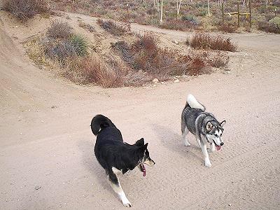 pooches.jpg Gorman 12/5/03 
Pic of the kids having a good time at Gorman