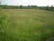 2000 Chevrolet Tahoe - A wide shot of a grassy field with trees lining the horizon and a tree branch on the left.