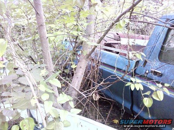 Overgrown blue pickup truck with trees growing through it. Another vehicle is partially visible behind it