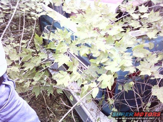 Overgrown vehicle with blue body and red taillight visible