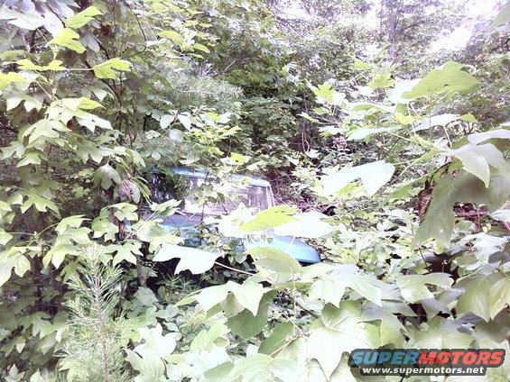 Teal 1974 Dodge Challenger partially obscured by dense green foliage