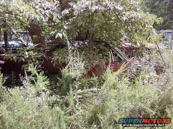 Overgrown red car side view, heavily obscured by foliage