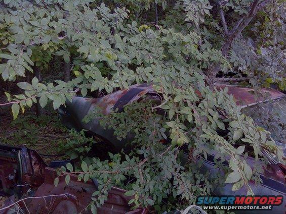 Two rusty car wrecks overgrown with green foliage in a wooded area