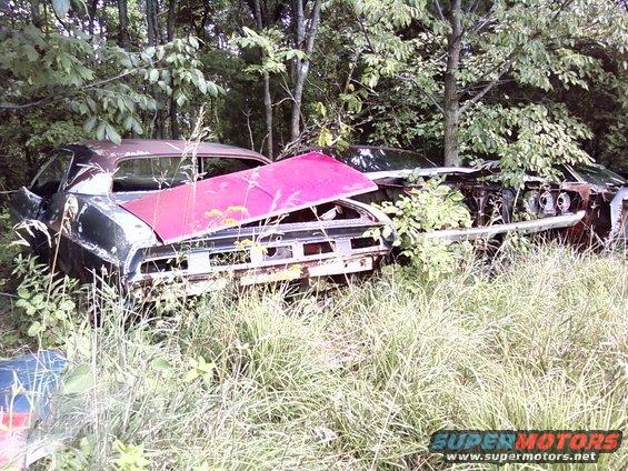 Two old muscle cars, one with a pink hood, sit abandoned in a grassy, wooded area. The car on the right is heavily rusted and missing parts