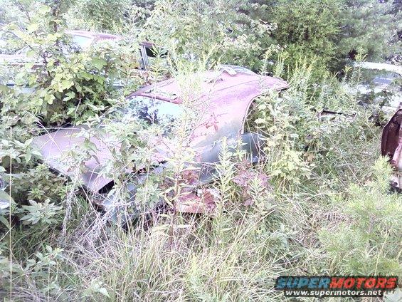overgrown car body in weeds, showing roof and part of fender