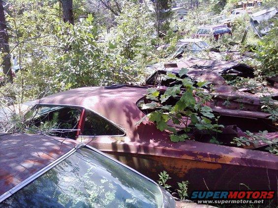 Overgrown junkyard with several old cars, including a rusty maroon vehicle in the foreground