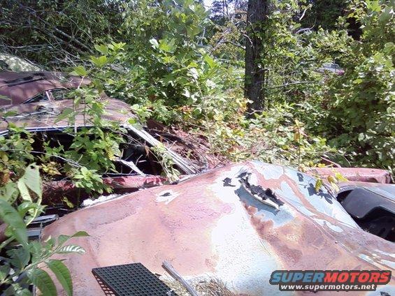 Overgrown junkyard with multiple rusty car bodies visible, some covered in vegetation