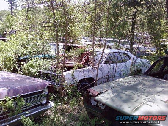 Several old cars overgrown with weeds in a junkyard